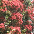 Rata in bloom, Sept. 2017- Cambridge Tree Trust